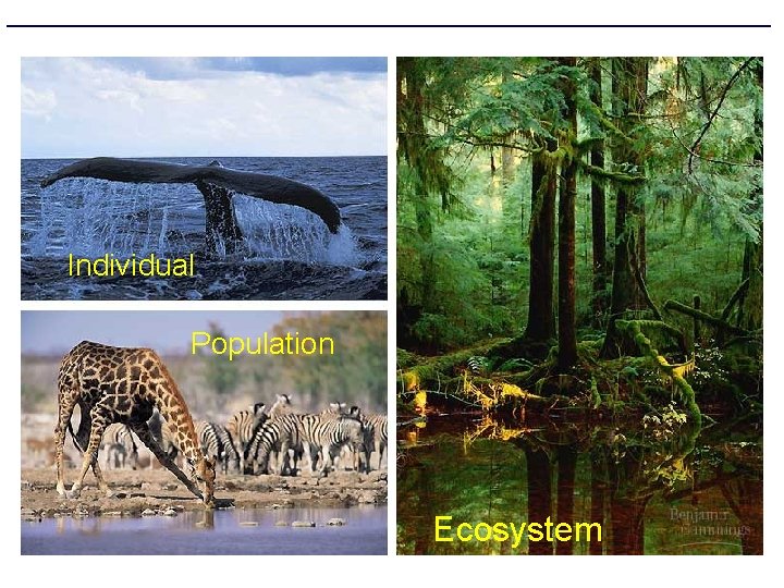 Individual Population Ecosystem 