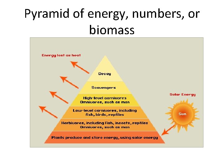 Pyramid of energy, numbers, or biomass 