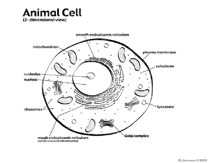 The Cell 