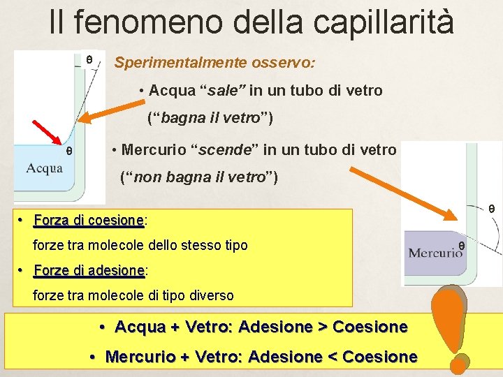 Il fenomeno della capillarità q Sperimentalmente osservo: • Acqua “sale” in un tubo di Il fenomeno della capillarità q Sperimentalmente osservo: • Acqua “sale” in un tubo di