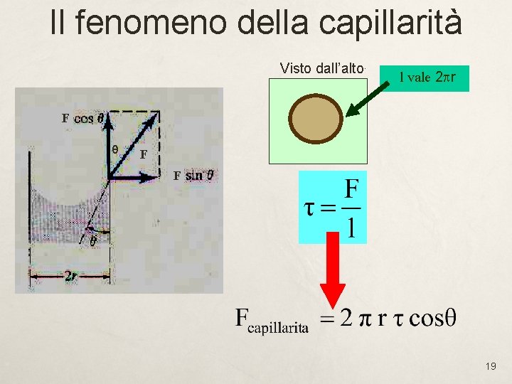 Il fenomeno della capillarità Visto dall’alto. l vale 2 pr F q F F Il fenomeno della capillarità Visto dall’alto. l vale 2 pr F q F F