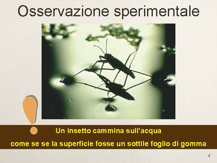 Osservazione sperimentale Un insetto cammina sull’acqua come se se la superficie fosse un sottile Osservazione sperimentale Un insetto cammina sull’acqua come se se la superficie fosse un sottile