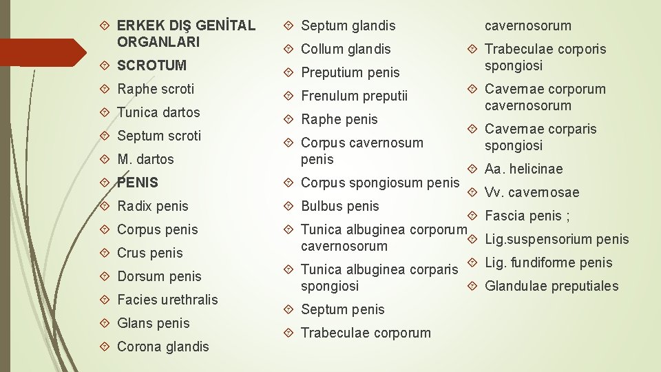ERKEK DIŞ GENİTAL ORGANLARI Septum glandis SCROTUM Preputium penis Raphe scroti Frenulum preputii ERKEK DIŞ GENİTAL ORGANLARI Septum glandis SCROTUM Preputium penis Raphe scroti Frenulum preputii