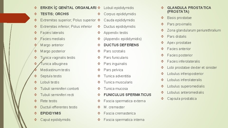 ERKEK İÇ GENİTAL ORGANLARI Lobuli epididymidis TESTIS; ORCHIS Corpus epididymidis Extremitas superior; Polus ERKEK İÇ GENİTAL ORGANLARI Lobuli epididymidis TESTIS; ORCHIS Corpus epididymidis Extremitas superior; Polus