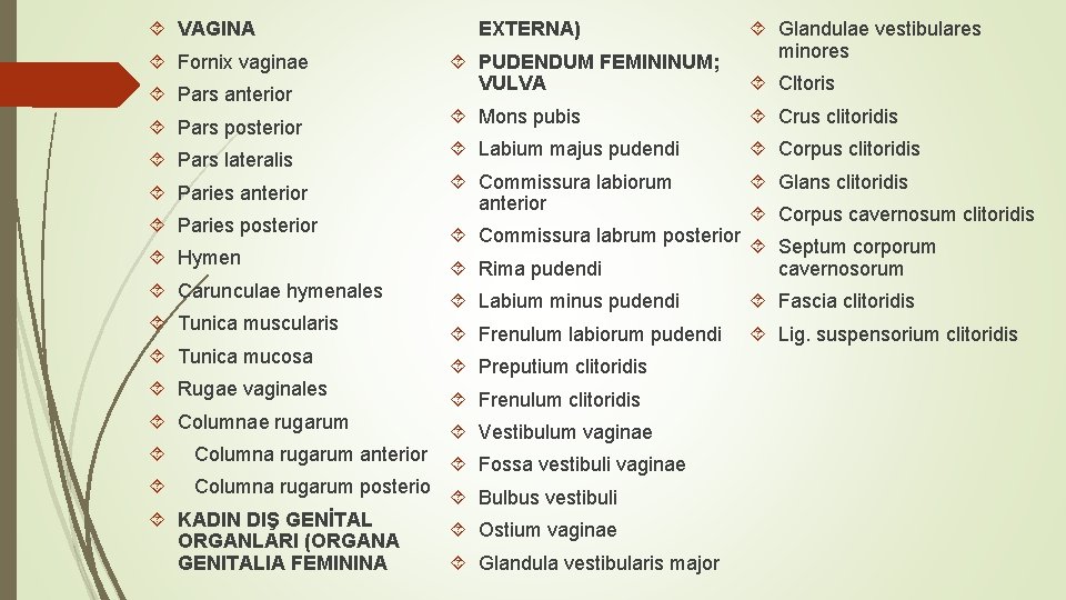VAGINA Fornix vaginae Pars anterior Pars posterior Pars lateralis Paries anterior Paries posterior VAGINA Fornix vaginae Pars anterior Pars posterior Pars lateralis Paries anterior Paries posterior