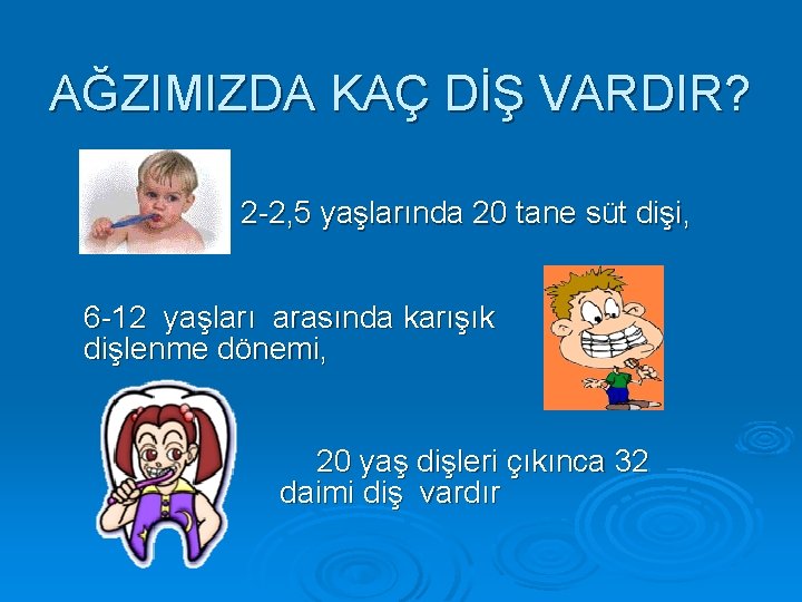 AĞZIMIZDA KAÇ DİŞ VARDIR? 2 -2, 5 yaşlarında 20 tane süt dişi, 6 -12