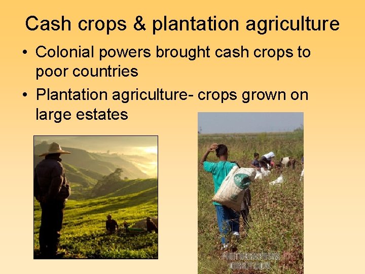 Cash crops & plantation agriculture • Colonial powers brought cash crops to poor countries