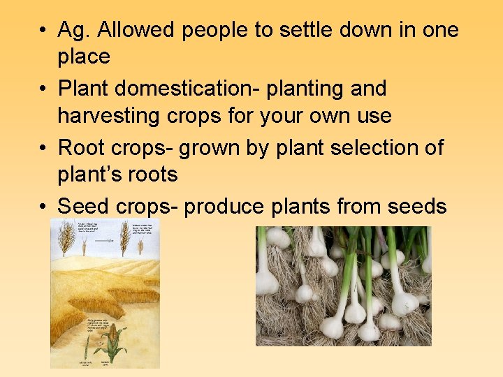  • Ag. Allowed people to settle down in one place • Plant domestication-