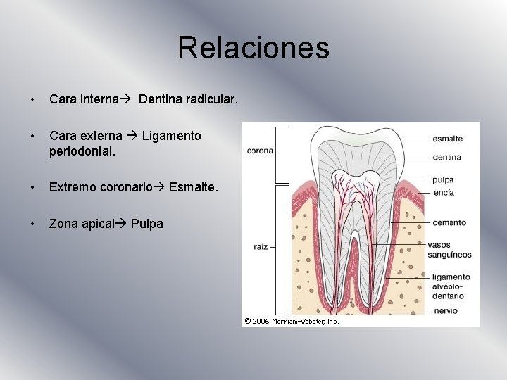 Relaciones • Cara interna Dentina radicular. • Cara externa Ligamento periodontal. • Extremo coronario