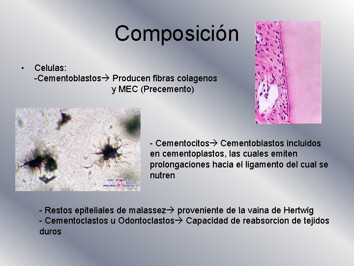 Composición • Celulas: -Cementoblastos Producen fibras colagenos y MEC (Precemento) - Cementocitos Cementoblastos incluidos