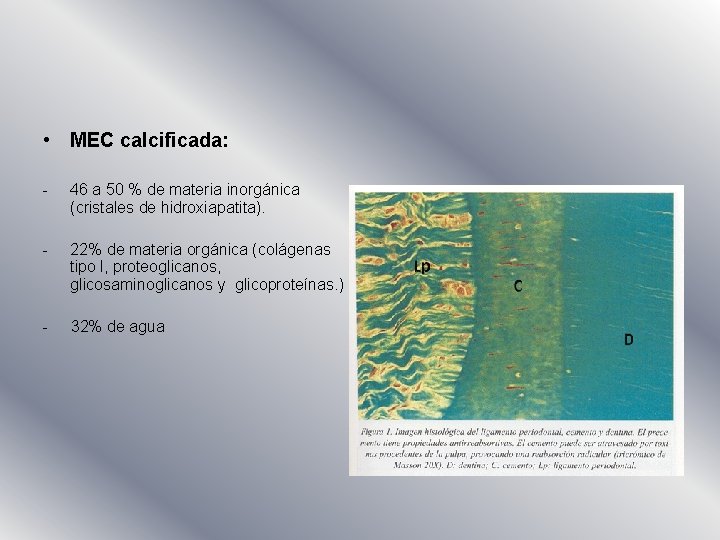  • MEC calcificada: - 46 a 50 % de materia inorgánica (cristales de