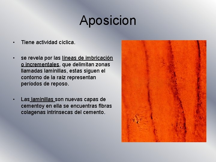 Aposicion • Tiene actividad cíclica. • se revela por las líneas de imbricación o