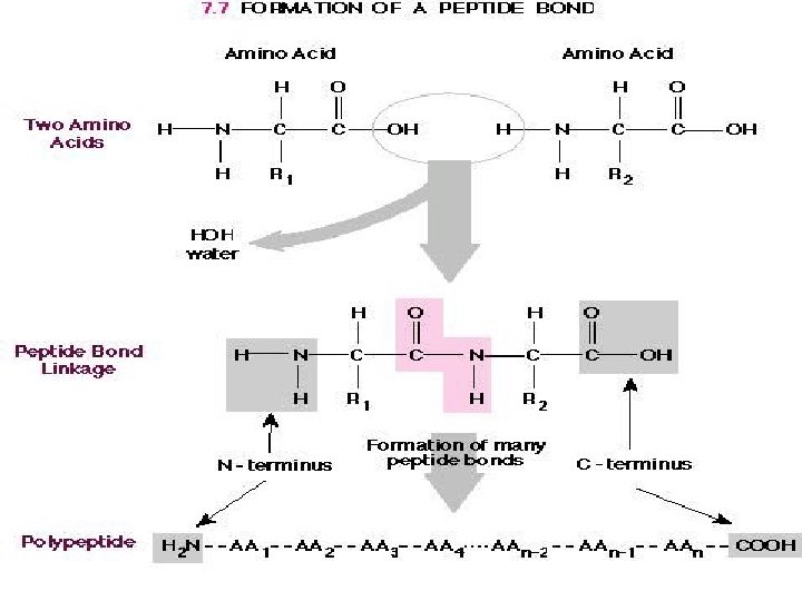 Proteins What are proteins Chain of molecules of