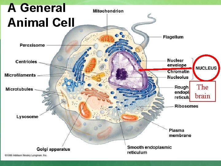 A General Animal Cell The brain 