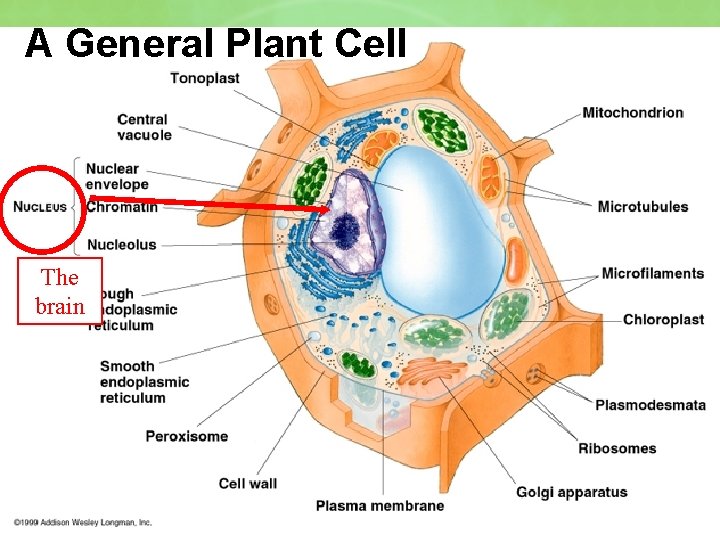 A General Plant Cell The brain 