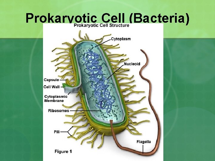 Prokaryotic Cell (Bacteria) 