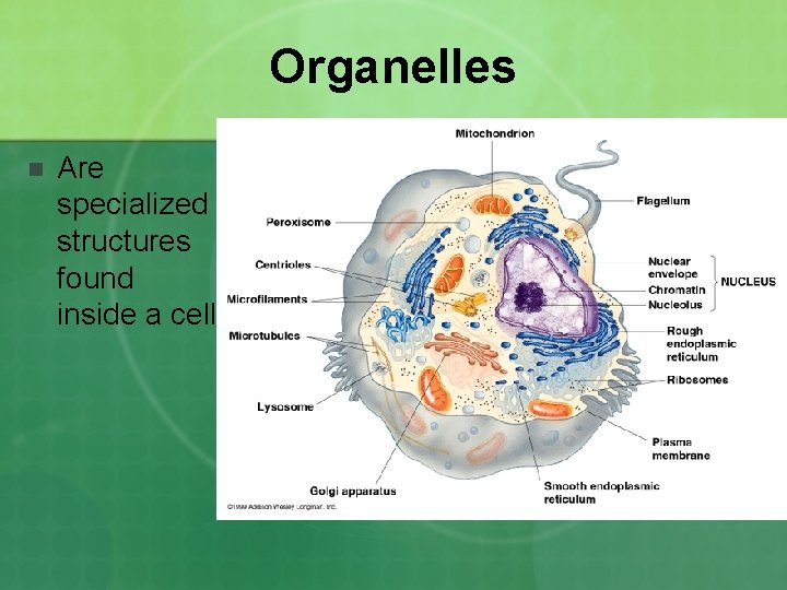 Organelles n Are specialized structures found inside a cell 