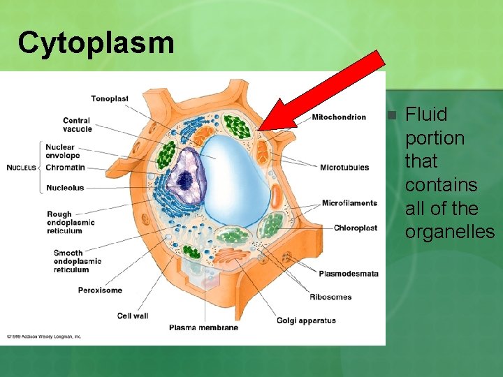 Cytoplasm n Fluid portion that contains all of the organelles 