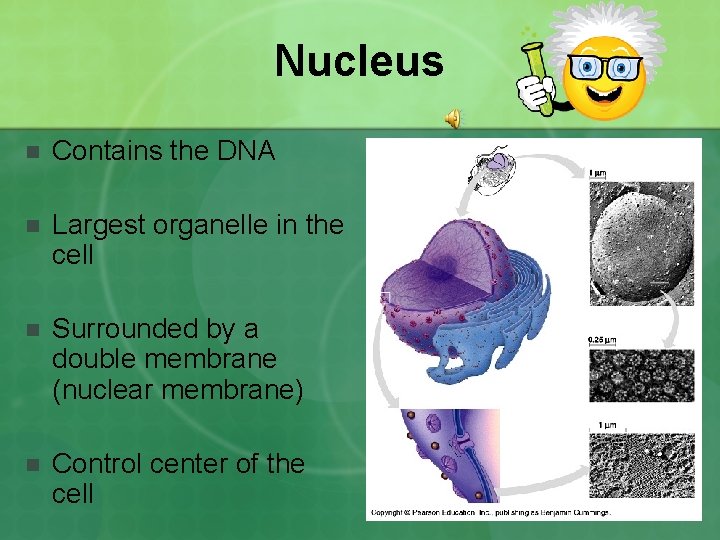 Nucleus n Contains the DNA n Largest organelle in the cell n Surrounded by
