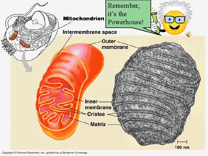 Remember, it’s the Powerhouse! 