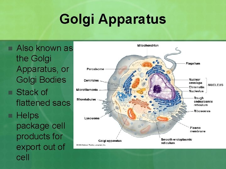 Golgi Apparatus n n n Also known as the Golgi Apparatus, or Golgi Bodies