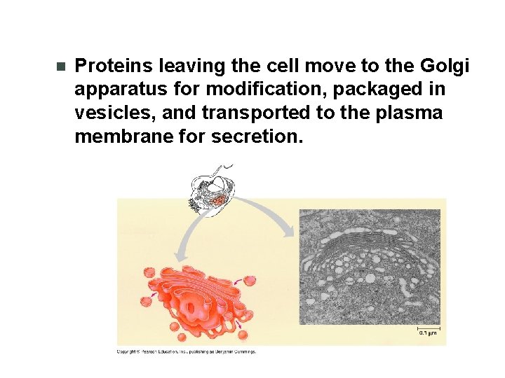 n Proteins leaving the cell move to the Golgi apparatus for modification, packaged in