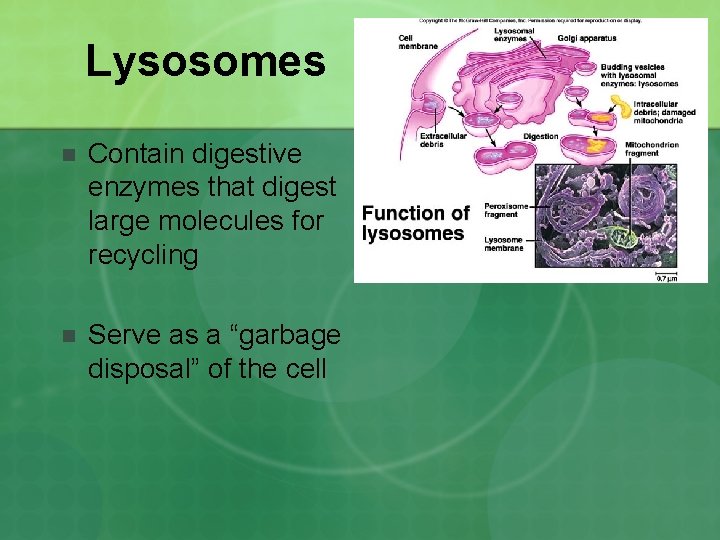 Lysosomes n Contain digestive enzymes that digest large molecules for recycling n Serve as