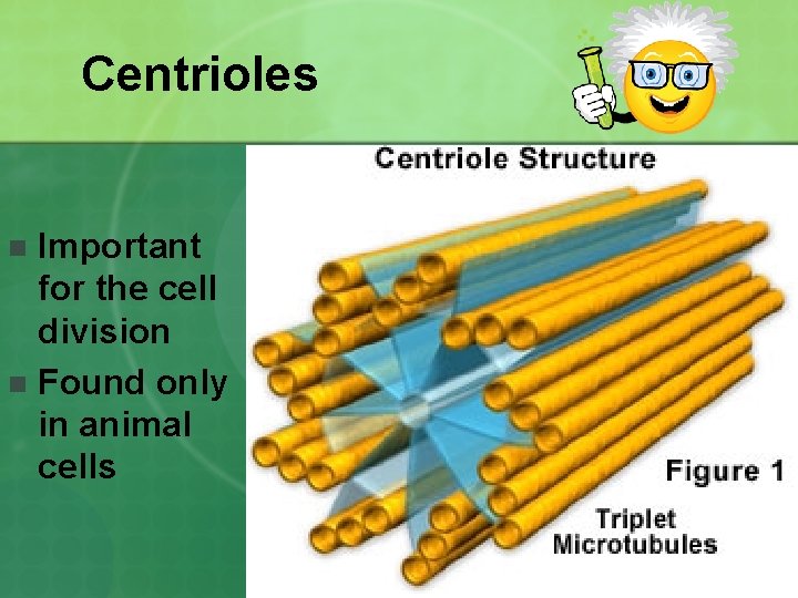 Centrioles Important for the cell division n Found only in animal cells n 