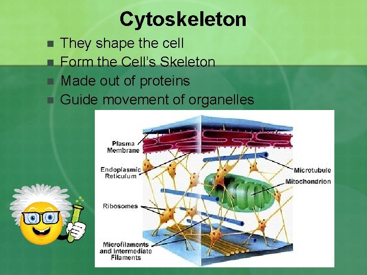 Cytoskeleton n n They shape the cell Form the Cell’s Skeleton Made out of
