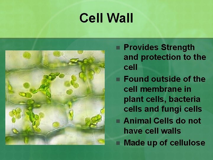 Cell Wall n n Provides Strength and protection to the cell Found outside of