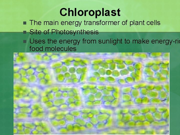 Chloroplast n n n The main energy transformer of plant cells Site of Photosynthesis