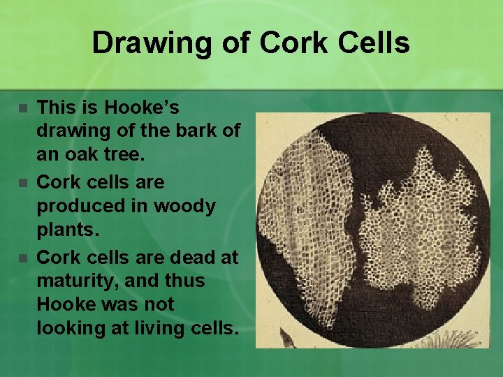 Drawing of Cork Cells n n n This is Hooke’s drawing of the bark