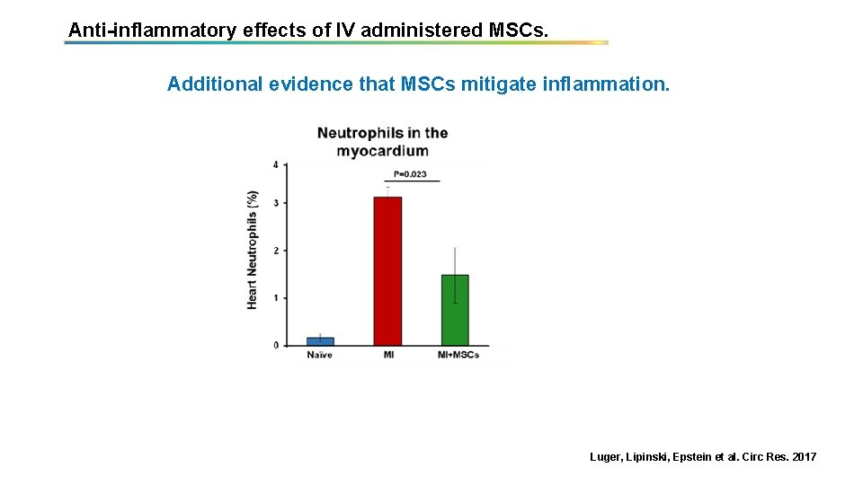 Anti-inflammatory effects of IV administered MSCs. Additional evidence that MSCs mitigate inflammation. Luger, Lipinski,