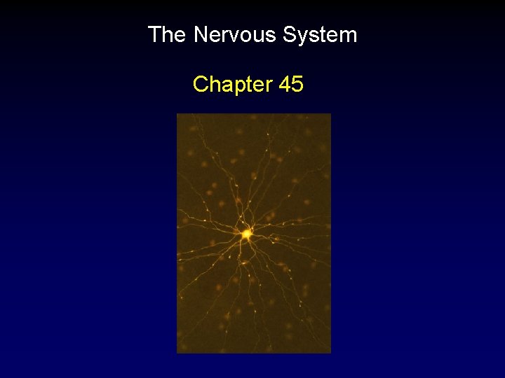 The Nervous System Chapter 45 
