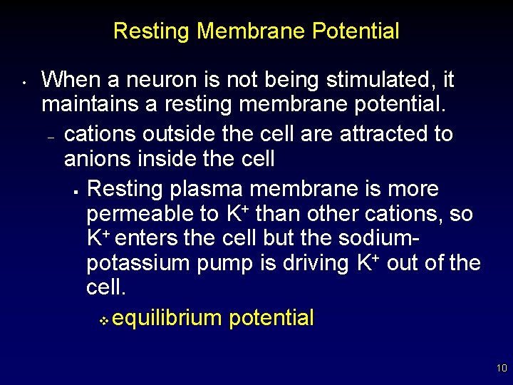 Resting Membrane Potential • When a neuron is not being stimulated, it maintains a