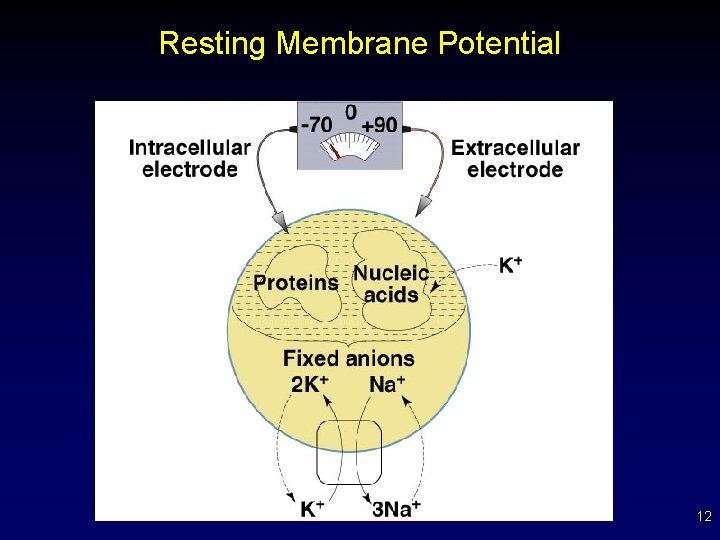 Resting Membrane Potential 12 