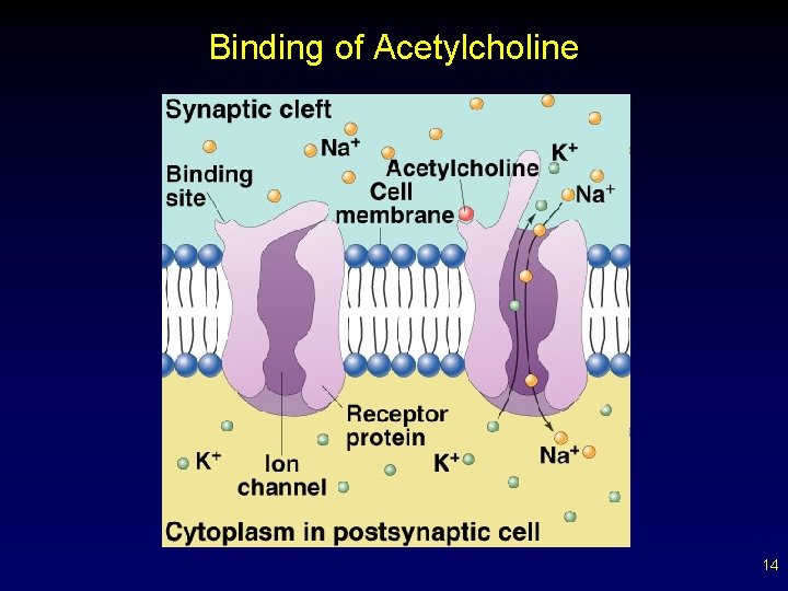 Binding of Acetylcholine 14 