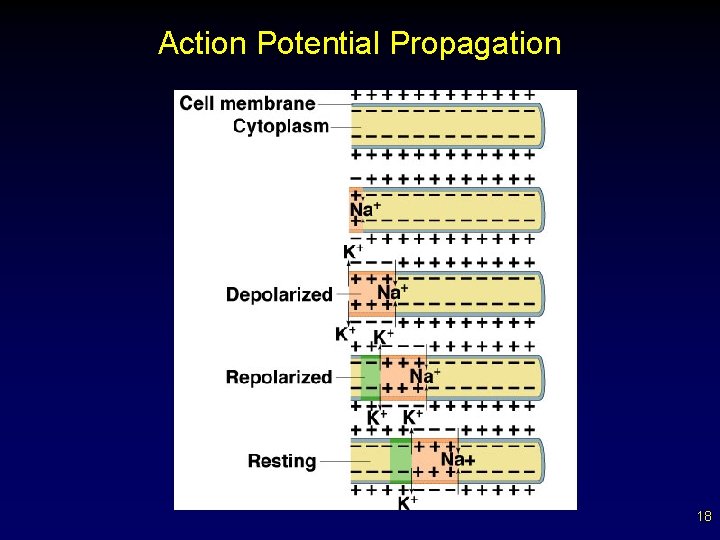 Action Potential Propagation 18 