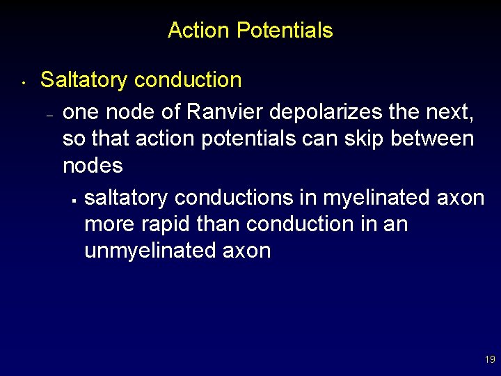 Action Potentials • Saltatory conduction – one node of Ranvier depolarizes the next, so