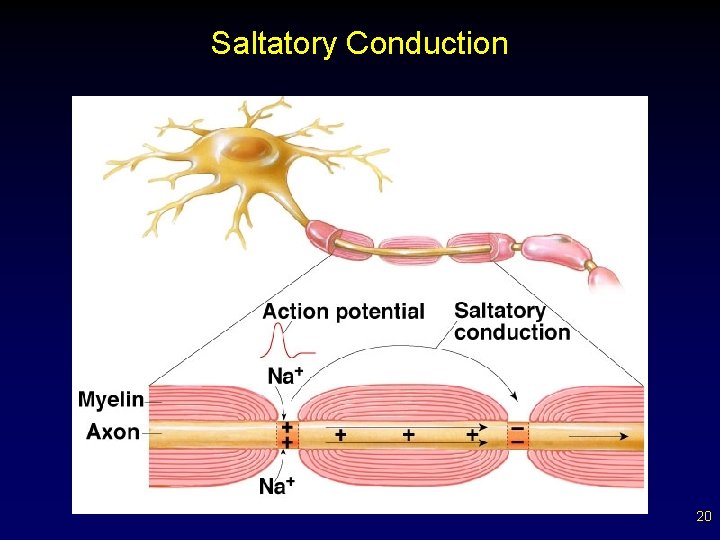 Saltatory Conduction 20 