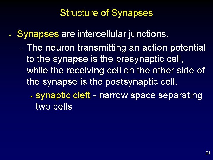 Structure of Synapses • Synapses are intercellular junctions. – The neuron transmitting an action