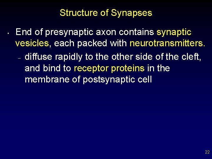 Structure of Synapses • End of presynaptic axon contains synaptic vesicles, each packed with
