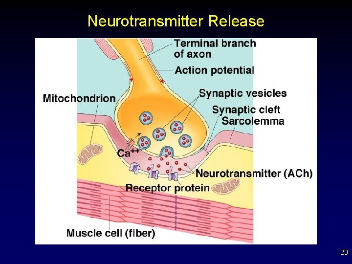 Neurotransmitter Release 23 