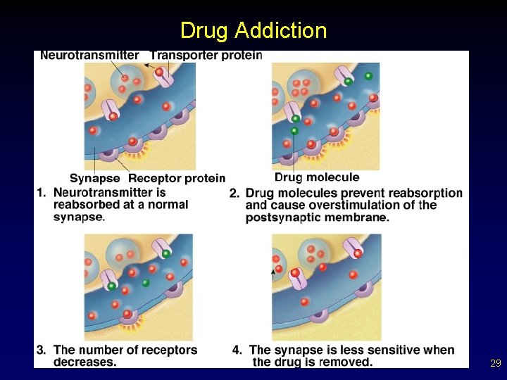 Drug Addiction 29 