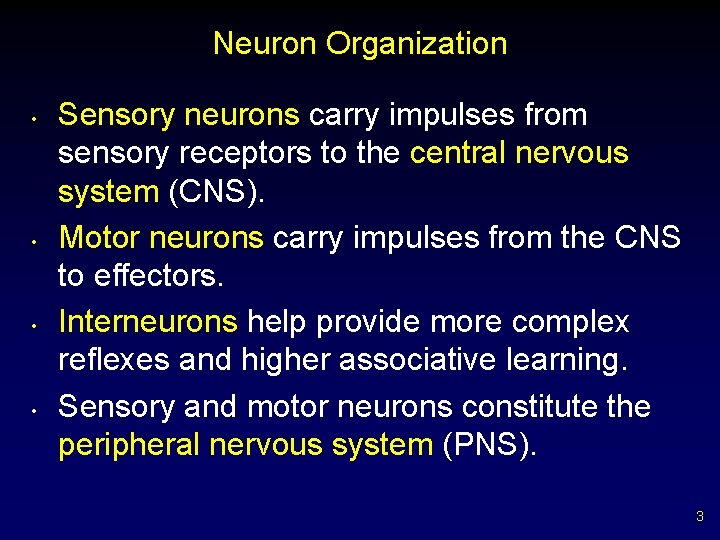 Neuron Organization • • Sensory neurons carry impulses from sensory receptors to the central