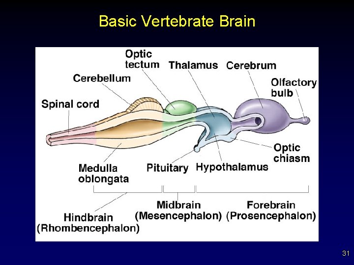 Basic Vertebrate Brain 31 
