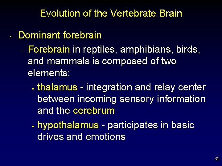 Evolution of the Vertebrate Brain • Dominant forebrain – Forebrain in reptiles, amphibians, birds,