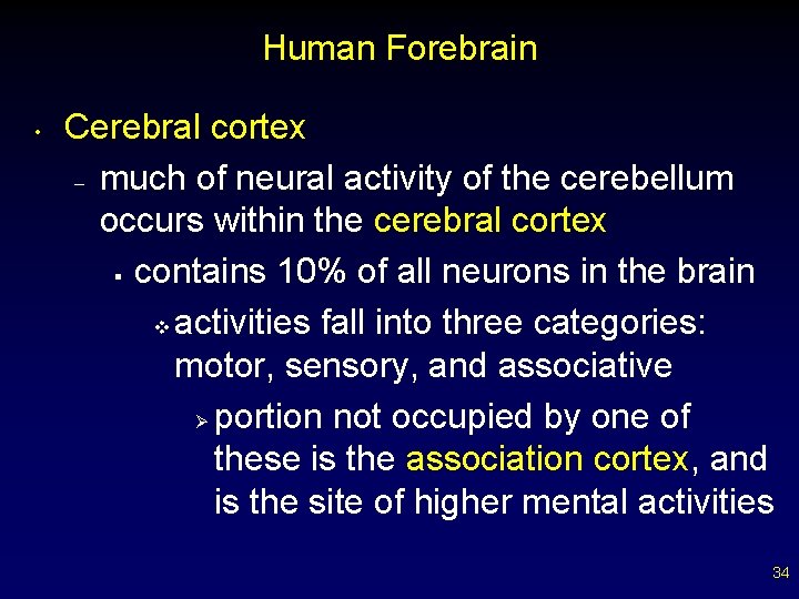 Human Forebrain • Cerebral cortex – much of neural activity of the cerebellum occurs