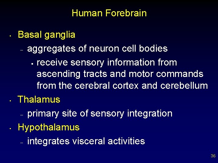 Human Forebrain • • • Basal ganglia – aggregates of neuron cell bodies §