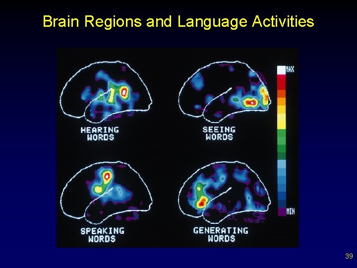 Brain Regions and Language Activities 39 